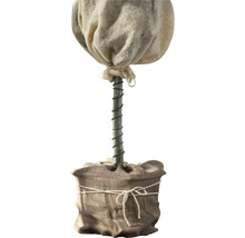 Rastlina v jutovom vreci so zimnou ochranou