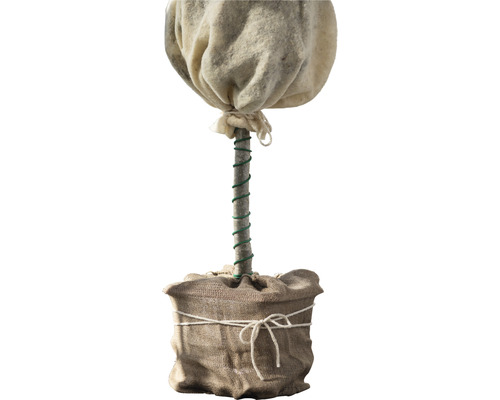 Rastlina v jutovom vreci so zimnou ochranou