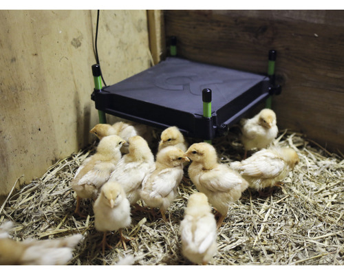 Kurčatá pod vyhrievacou doskou v stajni