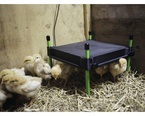 Kurčatá pod vykurovacou doskou v stajni