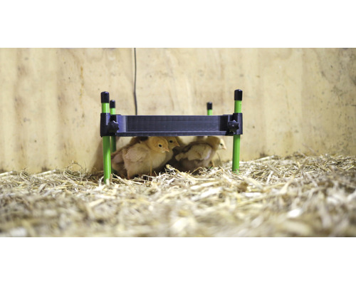 Kurčatá pod vyhrievacou doskou v stajni