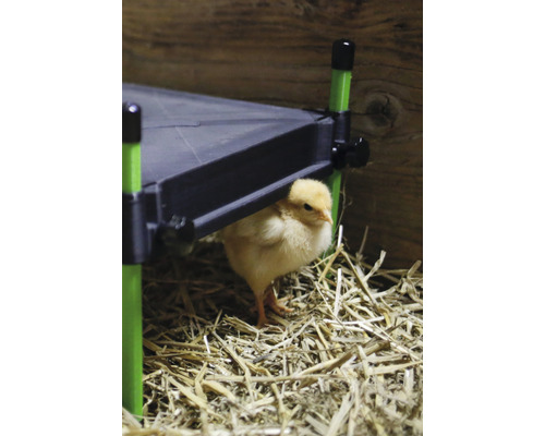 Kura pod vyvýšenou plošinou v slame.