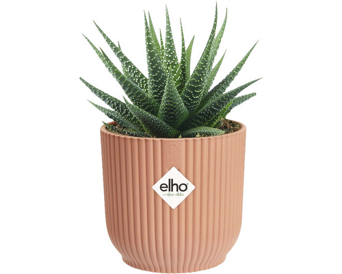 Črepníková rastlina Haworthia v rebrovanom črepníku s logom Elho