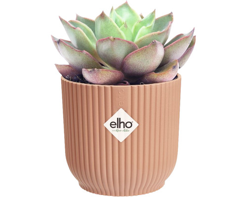 Sukulent v rebrovanom kvetináči s logom Elho