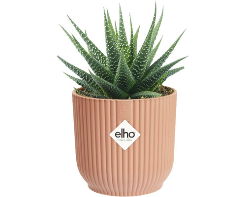 Rastlina Haworthia v kvetináči s vertikálnymi drážkami a logom Elho.