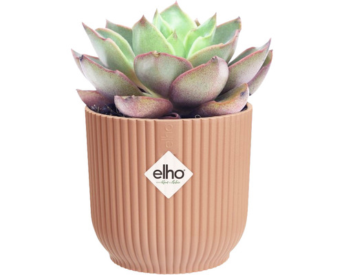 Sukulent v rebrovanom kvetináči s logom Elho