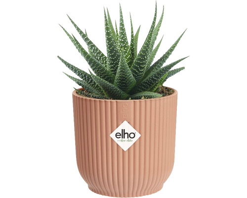 Izbová rastlina Haworthia v kvetináči