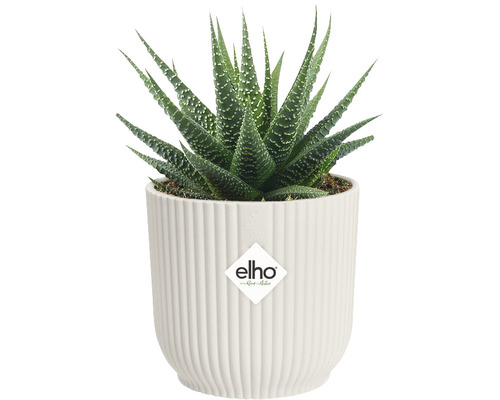 Rastlina Haworthia v kvetináči Elho