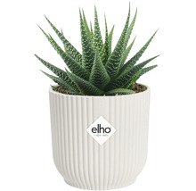 Rastlina Haworthia v bielom kvetináči