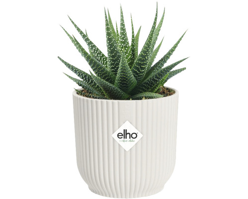 Rastlina Haworthia v bielom kvetináči