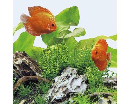 Dekorácia akvária s terčovcami, rastlinami a kameňmi