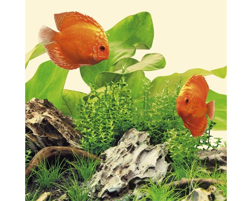 Akvarijná scéna s dvoma terčovcami, rastlinami a kameňmi