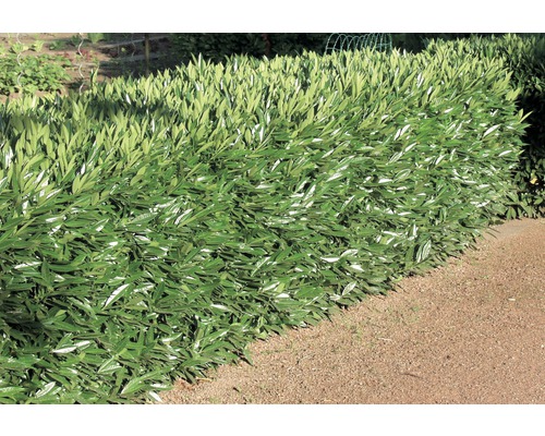 Na obrázku je vavrínový živý plot, ktorý tvorí hustú, zelenú clonu