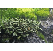Akvarijná rastlina Bucephalandra na kameni