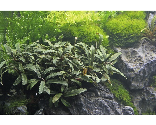 Akvarijná rastlina Bucephalandra na kameni