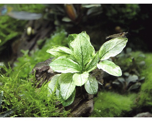 Akvarijná rastlina na kuse dreva s krevetou