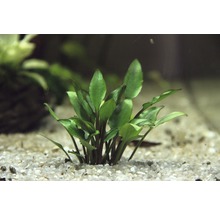 Akvarijná rastlina na štrkovom dne