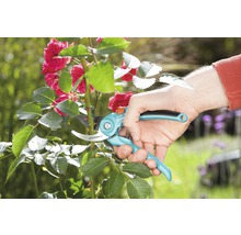 Záhradné nožnice strihajú ružový ker