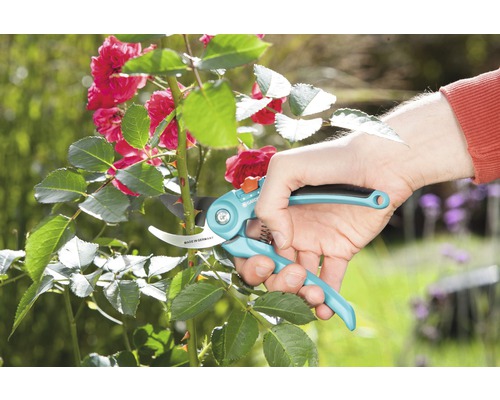 Záhradné nožnice strihajú ružový ker