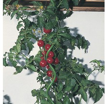 Rastlina paradajky s paradajkami na podpernej konštrukcii