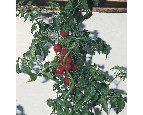 Rastlina paradajky s paradajkami na podpernej konštrukcii