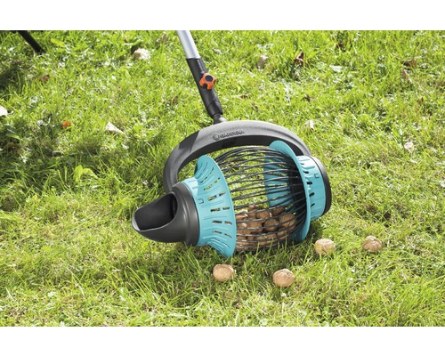 Zber vlašských orechov so zberačom vlašských orechov na trávniku.