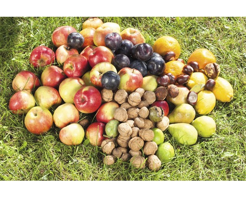 Ovocie a orechy ležia na tráve