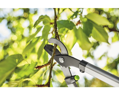 Nožnice na konáre strihajú konár pred zelenými listami