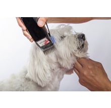 Strihanie psa elektrickým zastrihávačom srsti