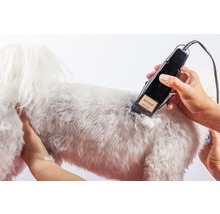 Pes je strihaný zastrihávačom srsti od spoločnosti Moser.