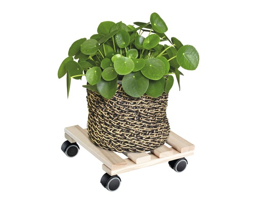 Čínsky peňažný strom v košíku na podstavci s kolieskami