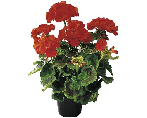 Pelargónia, muškát vzpriamený FloraSelf Pelargonium zonale Ø 10,5 cm 1 ks, rôzne druhy