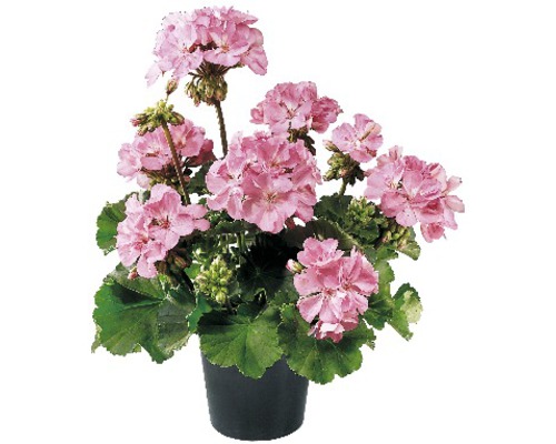 Pelargonium zonale Ø 12 cm kvetináč, rôzne druhy