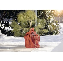 Sadenička borovice v jutovom vreci pre záhradu