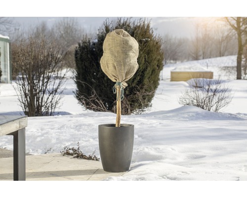 Zasadený strom so zimnou ochranou v snehu