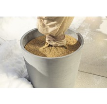 Rastlina v kvetináči so zimnou ochranou v záhrade.