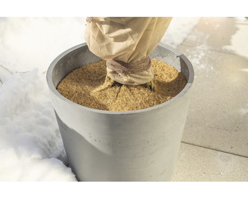 Rastlina v kvetináči so zimnou ochranou v záhrade.