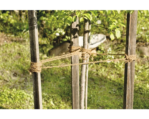 Podpera stromu s lanovým upevnením pre mladé stromy v záhrade.