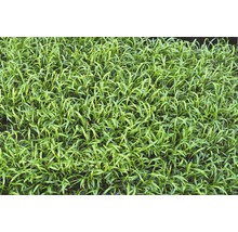 Detailný záber trávnika