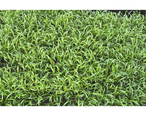 Detailný záber trávnika