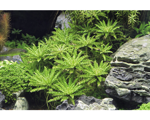 Akvárium s vodnými rastlinami a skalami