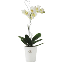 Biela orchidea v kvetináči s popínavou oporou