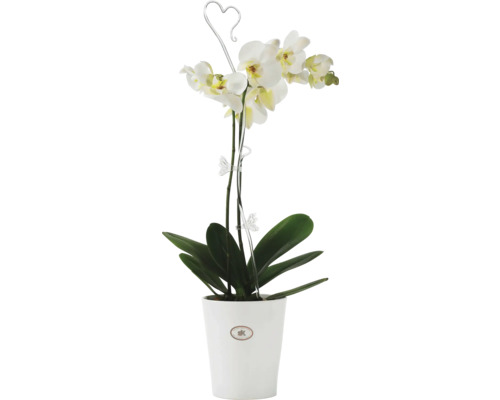 Biela orchidea v kvetináči s popínavou oporou