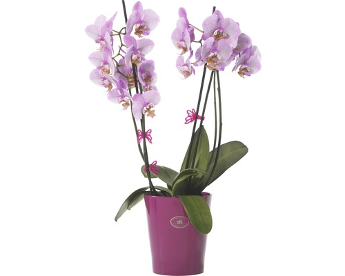 Kvetináč s ružovými orchideami