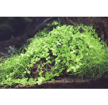 Akvarijné rastliny porastené na kameni