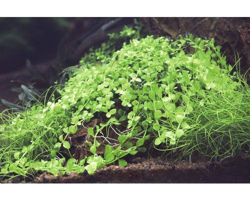 Akvarijné rastliny porastené na kameni