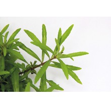 Vodný mor s zelenými listami pre akváriá