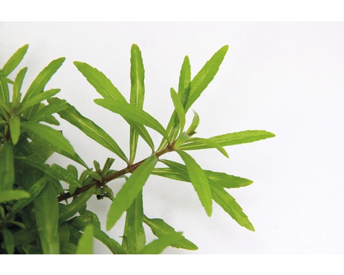 Vodný mor s zelenými listami pre akváriá