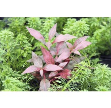 Vodná rastlina s červenými listami medzi zelenými rastlinami