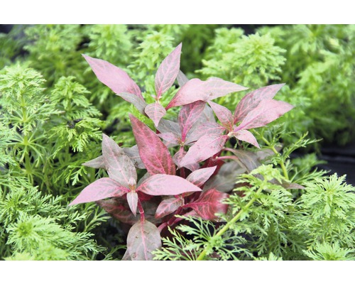 Vodná rastlina s červenými listami medzi zelenými rastlinami